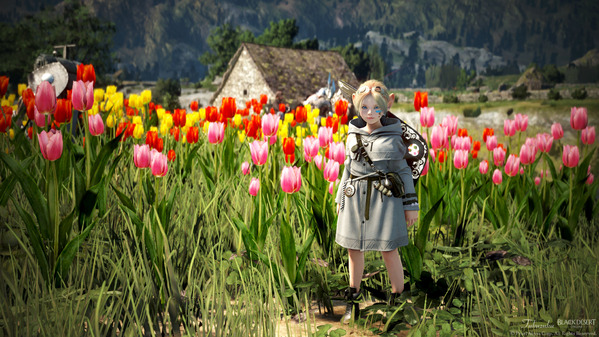 黒い砂漠 シャイ ハイデル チューリップ畑