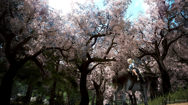 黒い砂漠 桜 シャイ ロバ