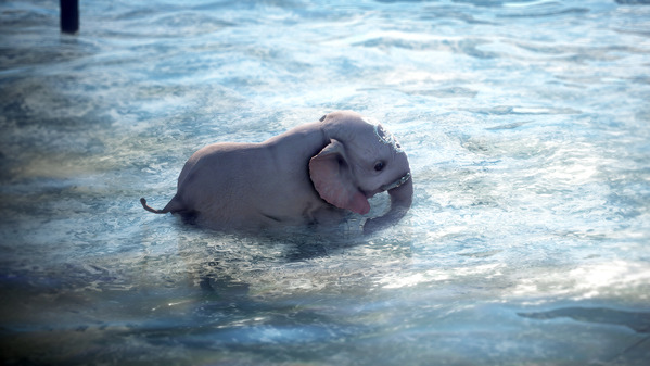 黒い砂漠 エリーの不思議なウォーターフェス