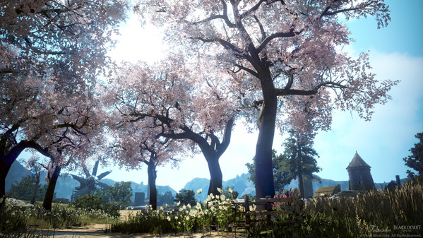 黒い砂漠 桜