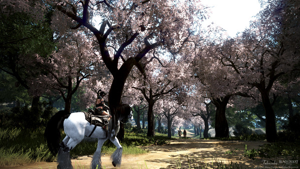 黒い砂漠 桜装飾2025 くノ一