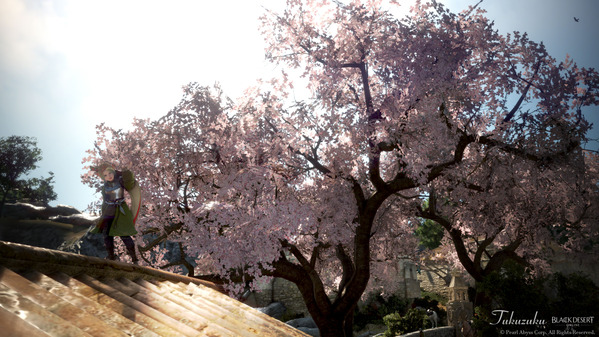 黒い砂漠 桜