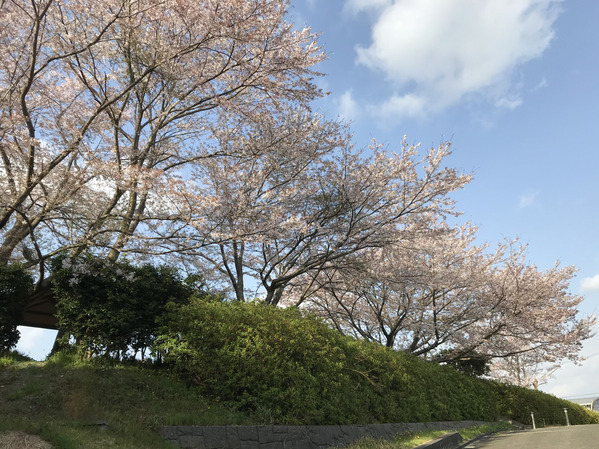 桜ソメイヨシノ2018_2