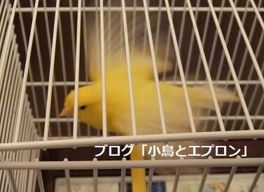 小鳥を家族に迎える準備 小鳥とエプロン トリと暮らす幸せ 小鳥を家族に迎える準備 小鳥とエプロン トリと暮らす幸せ