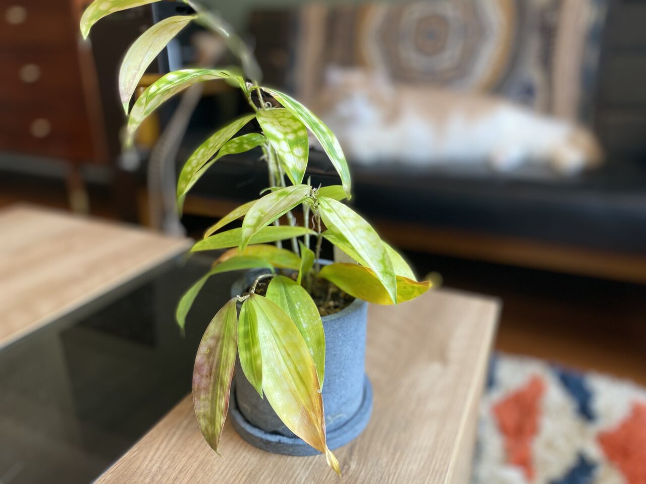 ドラセナ ゴッドセフィアナファニータ 植物日記