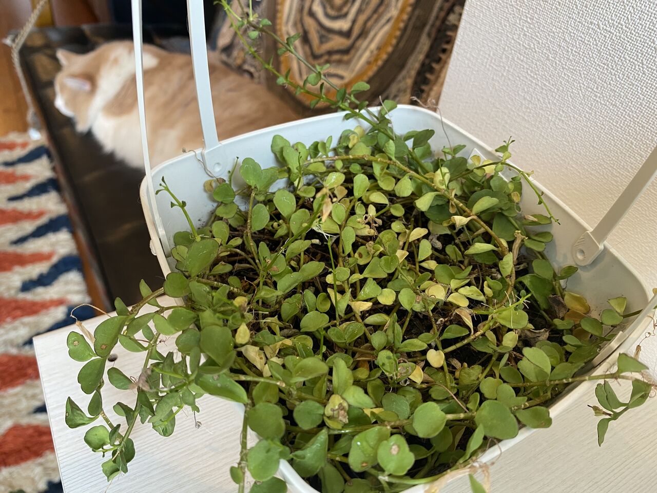 カランコエ フィフィ 植物日記