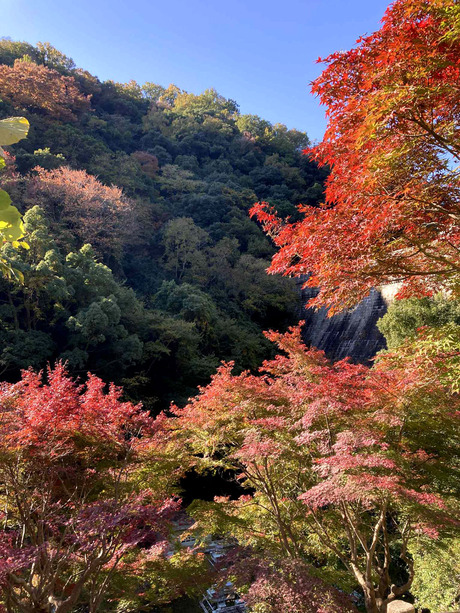 c04e0d96-d46a-43bf-a3a7-38f