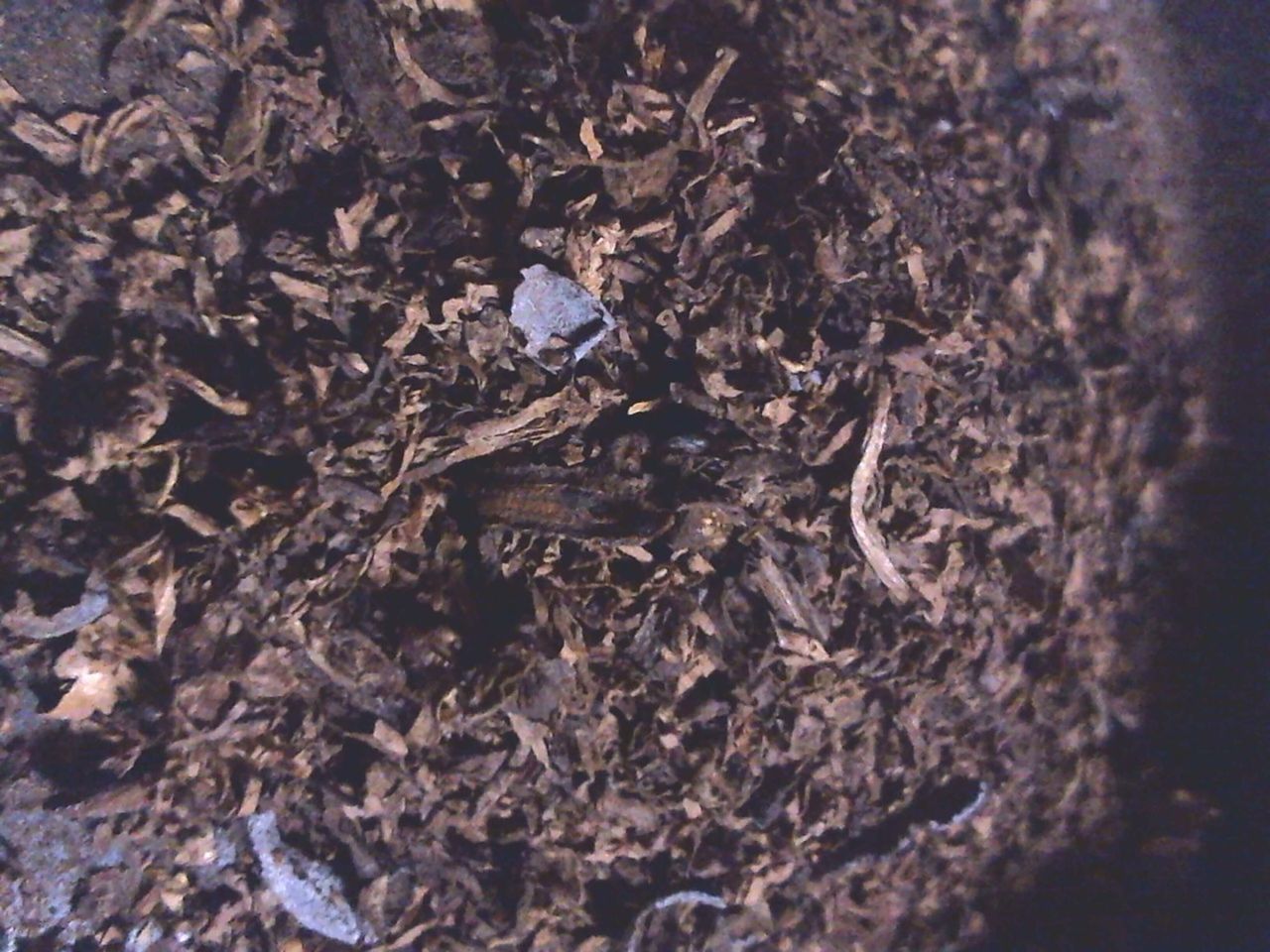 パピヨン クローブ レビュー 加熱タバコ吸いの日記 ヴェポライザー煙草