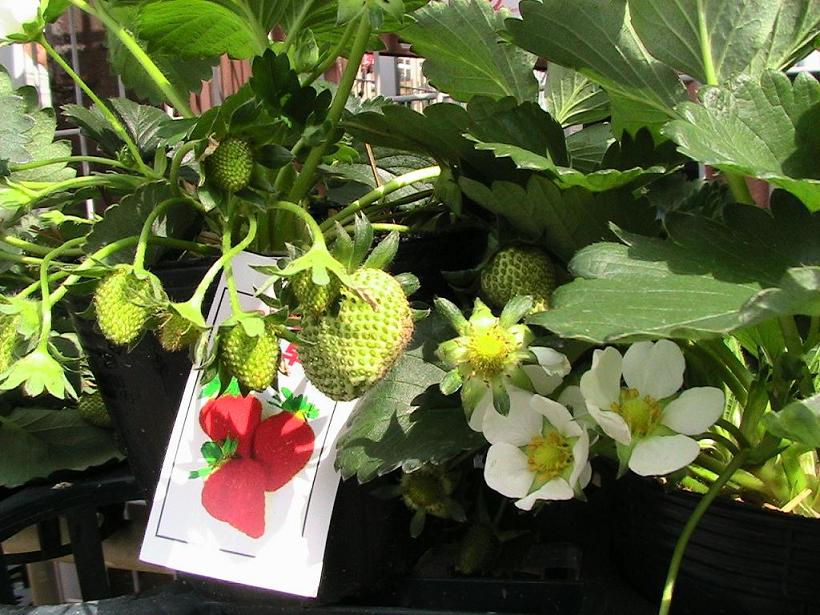 いちご 苗 園芸情報満載