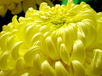 菊 マム Chrysanthemum 園芸情報満載 菊 マム Chrysanthemum 園芸情報満載