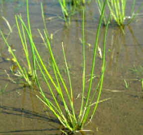 くわい 慈姑 園芸情報満載