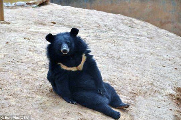 中国 子犬だと思って２年間育てていたら 実はクマだった バリアス速報