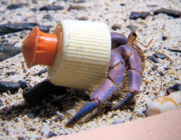 画像 歯磨き粉のキャップを持ち歩くサヤヤドカリが話題に バリアス速報