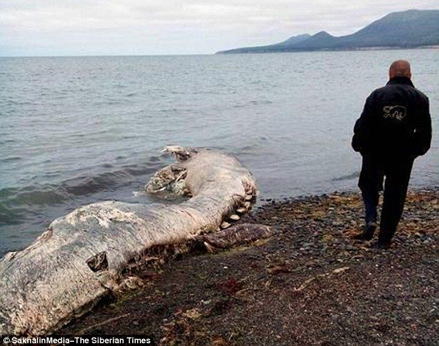 画像 ロシアに謎の巨大生物の死骸が打ち上げられる 氷漬けにされていたマンモス説も バリアス速報 画像 ロシアに謎の巨大生物の死骸が打ち上げられる 氷漬けにされていたマンモス説も バリアス速報