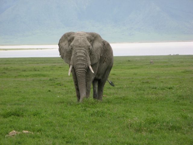 野生動物最強はゾウさんとか言う風潮wwwwwww バリアス速報 野生動物最強はゾウさんとか言う風潮wwwwwww バリアス速報