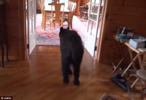 家の中にクマが侵入 優しく話しかけると素直に出ていってワロタ バリアス速報 家の中にクマが侵入 優しく話しかけると素直に出ていってワロタ バリアス速報