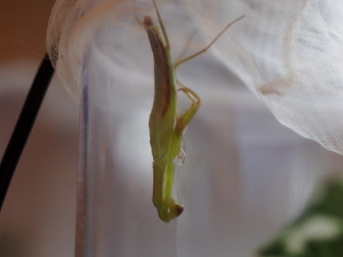脱皮に失敗 だったの カマキリ保育園 脱皮に失敗 だったの カマキリ保育園