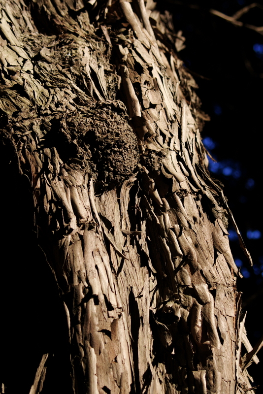 ささくれ立った木2 白竜の肋骨