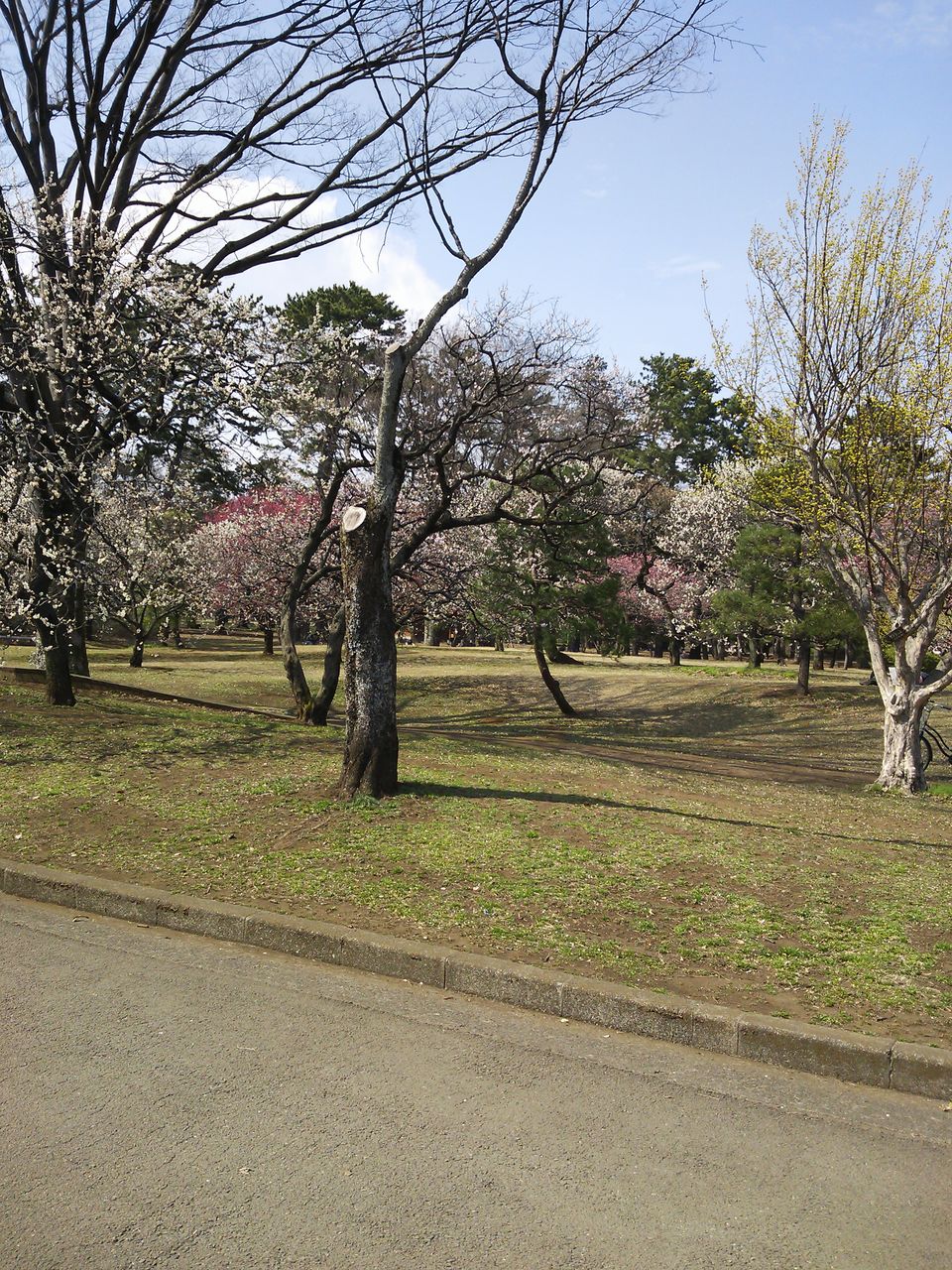 バスケ 小金井公園 ｖｅｇａ日記 みんなのひとりごと