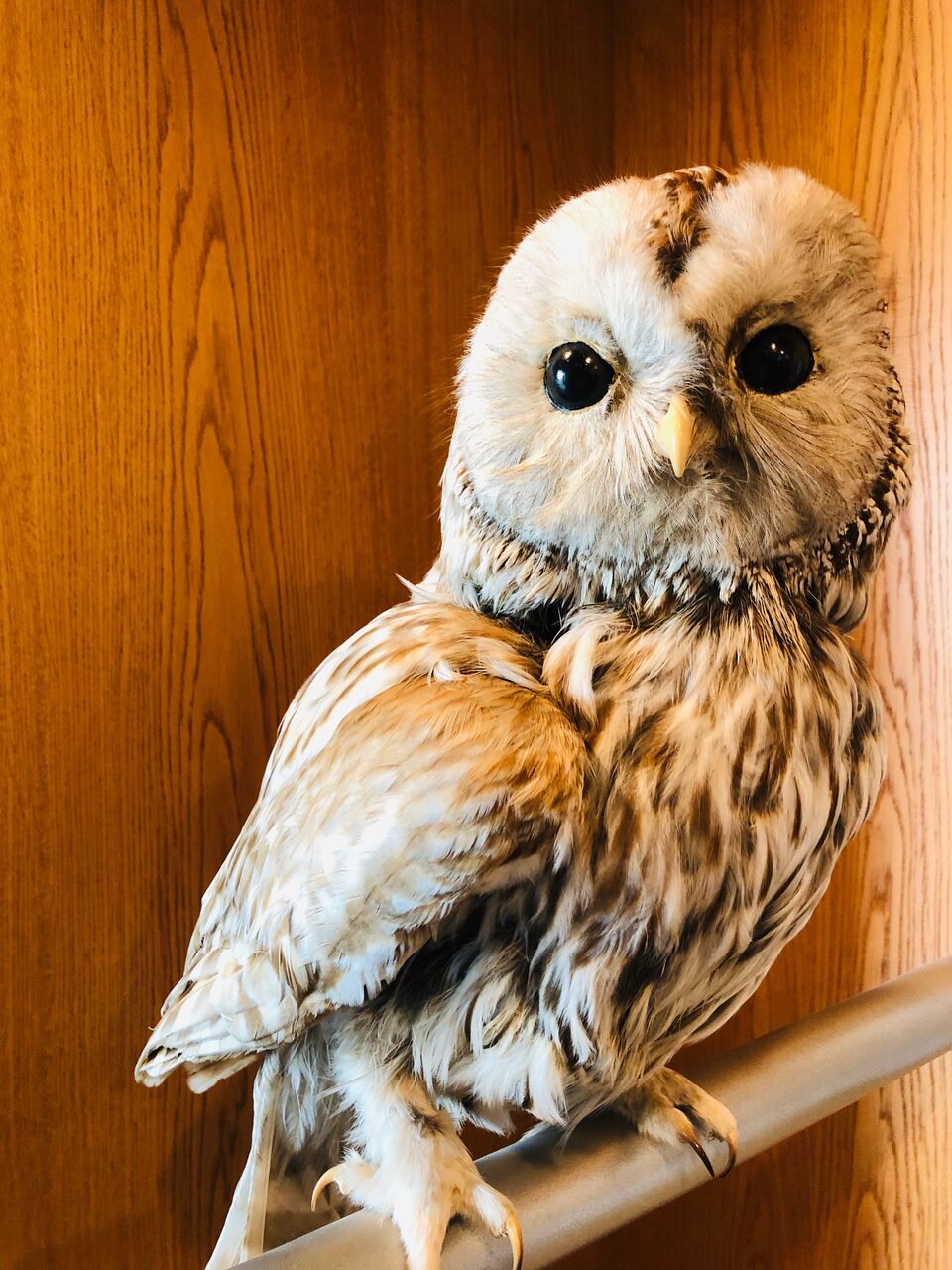 野菜ソムリエプロ試験を受けてきました の追記 野菜ソムリエプロへの挑戦 合格への100時間日記