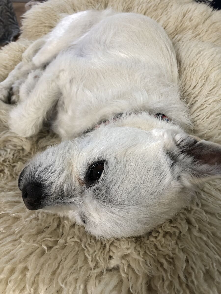 わくとカリフラワー つれづれ犬暮らし