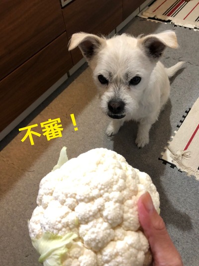 わくとカリフラワー つれづれ犬暮らし