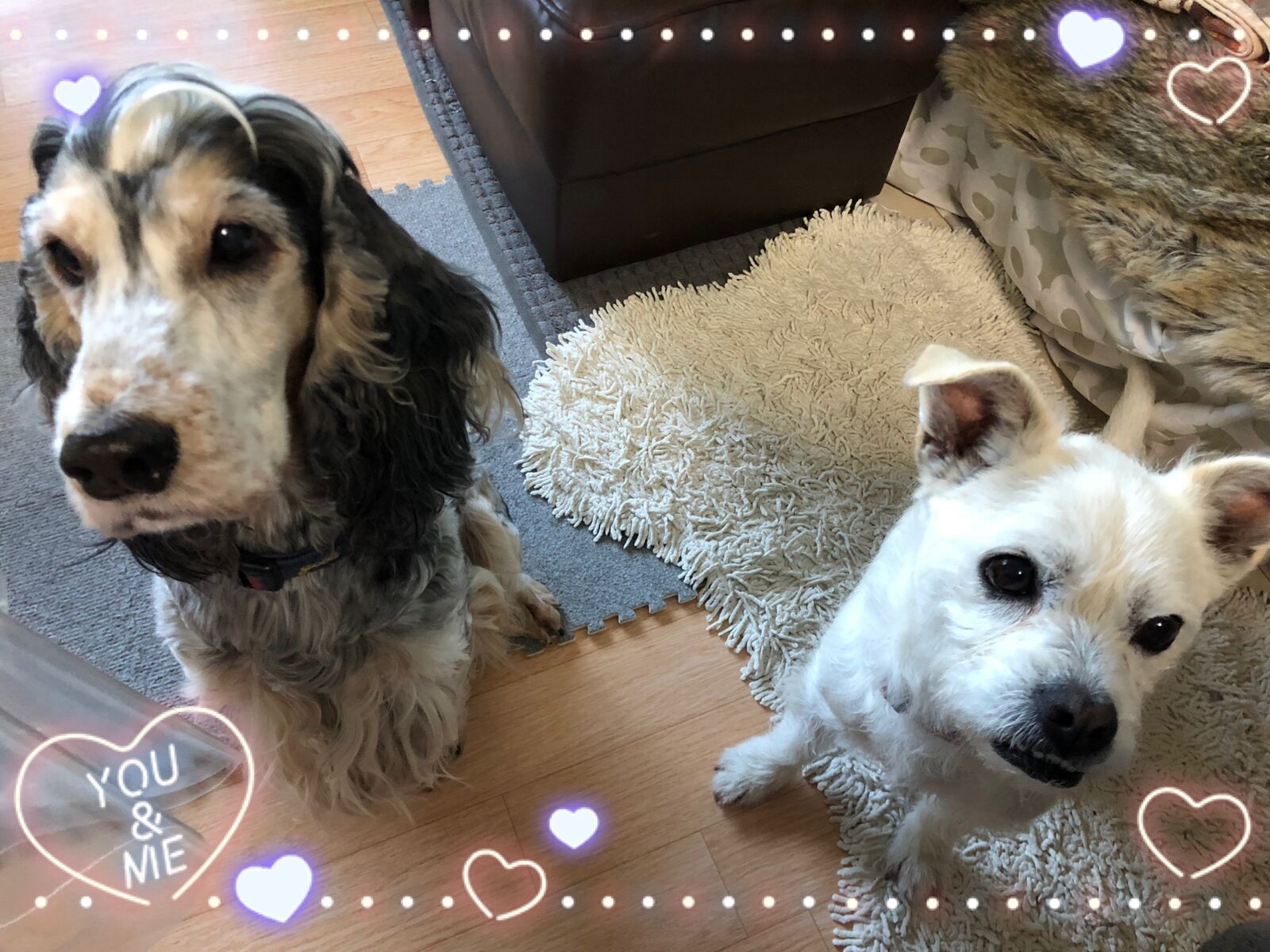 わくとカリフラワー つれづれ犬暮らし