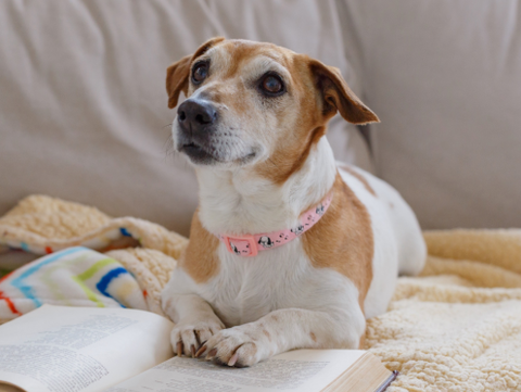 コメント 2020-07-28 104802