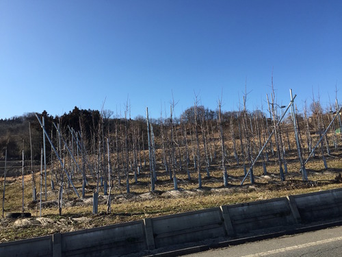 新矮性りんご