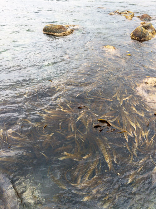昆布漁3