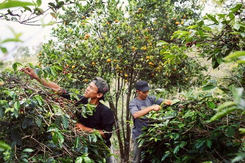 SUMATRA GAYO