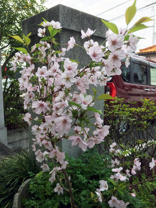 桜2016