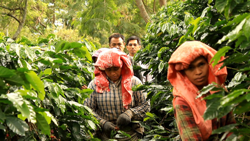 Sumatra-Gayo-Producer