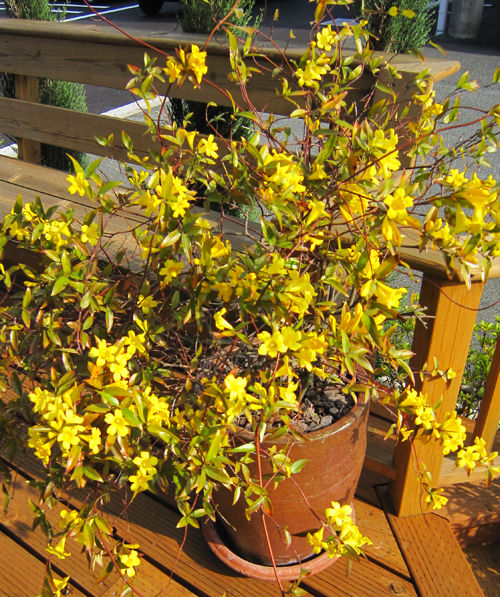 jasminum