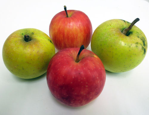 奇跡の林檎1