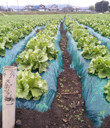 昭和村レタス20100416-2
