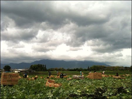 鹿児島キャベツ2010041301