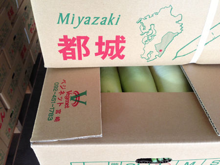 宮崎大根