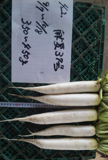 091018_元幸大根