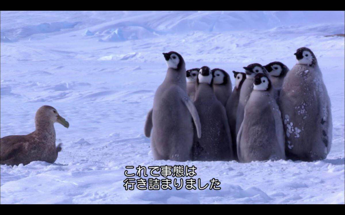 ペンギン はぇ すっごいおっきい 画像たくさん サイエンスニュースまとめ ななめ読み ペンギン はぇ すっごいおっきい 画像たくさん サイエンスニュースまとめ ななめ読み