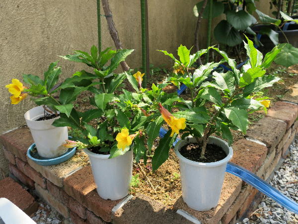 オオバナアリアケカズラ ビークロス好きの変なおじさん日記