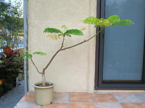 682〓希少 ホワイトレインボーシャワーツリー 実生 苗木 5年生苗 682〓希少 ホワイトレインボーシャワーツリー 実生 苗木 5年生苗 682