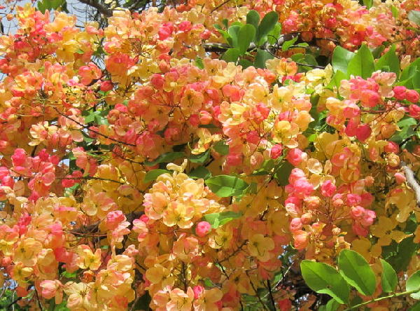 レインボーシャワーツリー ビークロス好きの変なおじさん日記