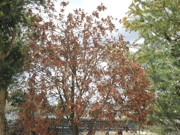 ブラシノキの植え替え ビークロス好きの変なおじさん日記