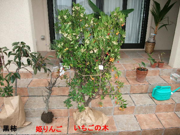 浜北営農緑花木センターに行って果樹をゲット パート２ ビークロス好きの変なおじさん日記