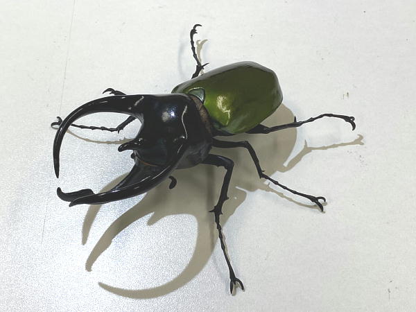 いきもの大図鑑 かぶとむし06 : ビークロス好きの変なおじさん日記