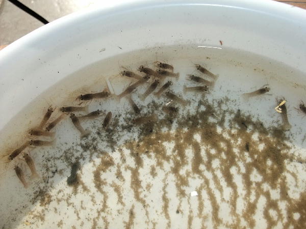 アカテガニの水槽 パート１ ビークロス好きの変なおじさん日記