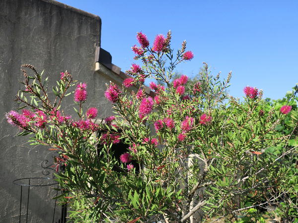 ブーゲンビリアの地植えと自働水やり器の設置 ビークロス好きの変なおじさん日記