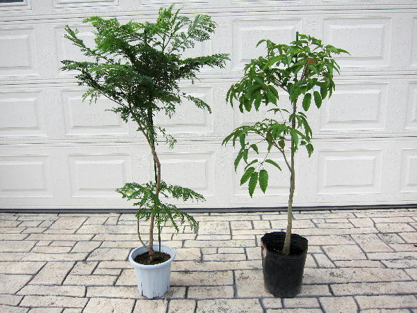 植物の購入 ビークロス好きの変なおじさん日記 植物の購入 ビークロス好きの変なおじさん日記
