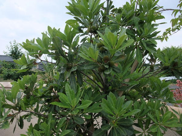 ヤマモモとフェイジョア ビークロス好きの変なおじさん日記